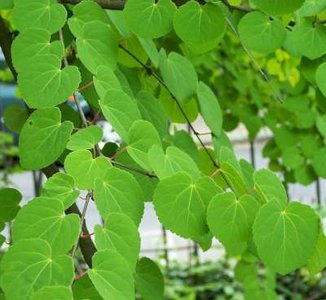 Cercidiphyllum japonicum, 100-125 20L, Hartjesboom