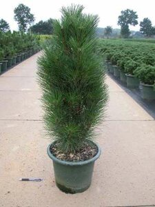 Pinus nigra 'Green Tower', 50-60 7.5L, Zwarte den