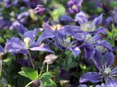 Clematis 'Arabella', Bosrank