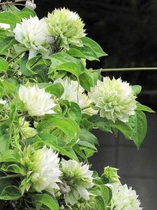 Clematis 'Duchess of Edinburg', Bosrank