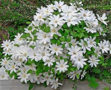 Clematis 'Henryi', Bosrank