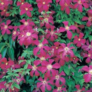 Clematis 'Madame Julia Correvon', Bosrank