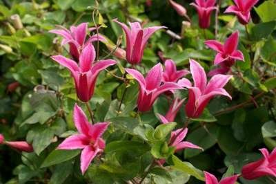 Clematis 'Princess Diana', Bosrank