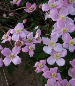 Clematis 'Tetrarose', Bosrank