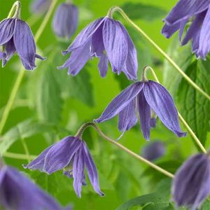 Clematis macropetala, Bosrank