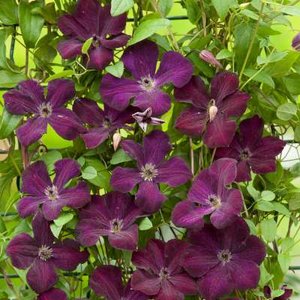 Clematis vitic. 'Royal Velours', Bosrank