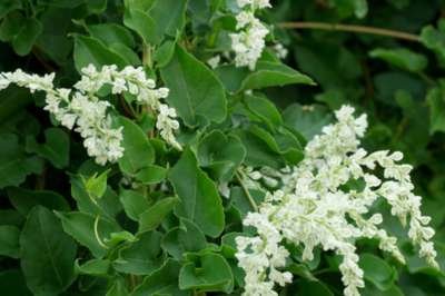 Fallopia Baldschuanica, Bruidssluier