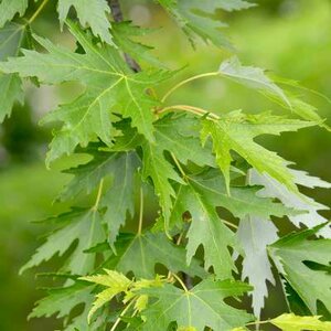 Acer saccharinum, 10/12 Blote wortel, Witte esdoorn