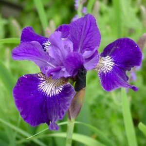 Iris siberica 'Shirley Pope', Iris
