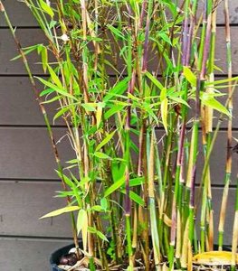 Fargesia nit. 'Winter Joy', Bamboe 5L 60/80