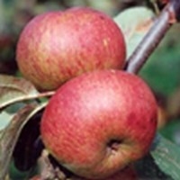 Malus 'Joseph Mush', STRUIK