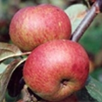 Malus 'Joseph Mush', HALFSTAM