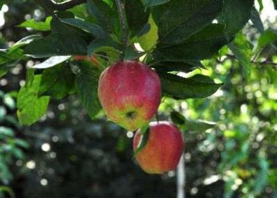 Malus 'La Paix', STRUIK