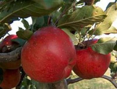 Malus 'Melrose', STRUIK