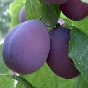 Prunus 'Belle de Louvain', HALFSTAM