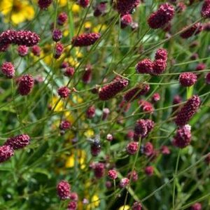 Sanguisorba 'Pieters', Pimpernel