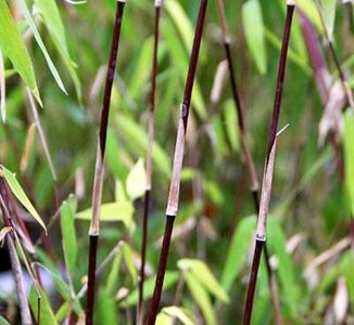 Fargesia jiuzhaigou 'Deep Purple', Bamboe 5L 100/125