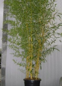 Phyllostachys aureos. 'Aureocaulis', Bamboe 5L 100/125