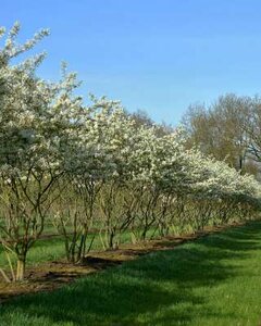 Amelanchier Lamarckii, 150/175 cm 45L, meerstammig, Krentenboom