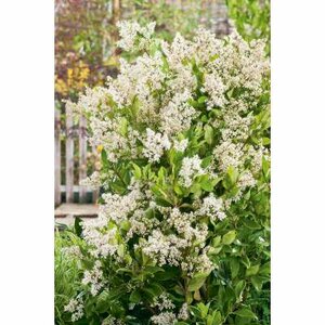 Ligustrum jap. 'Texanum', 200/250 cm 90L, meerstammig, Japanse liguster