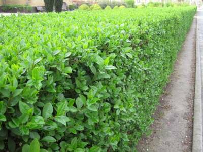 Ligustrum Ovalifolium, 175-200 35L, Ligusterhaag