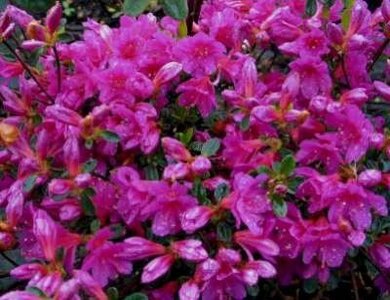 Azalea jap. 'Amoena', 50/60 15L