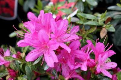 Azalea jap. 'Hatsugiri', 50/60 15L