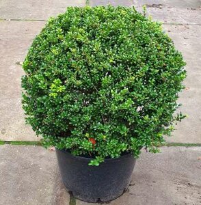 Ilex cren. 'Convexa' Bol 70cm