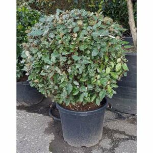 Elaeagnus ebbingei 'Compacta', bol 50cm Olijfwilg