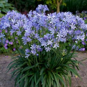 Agapanthus africanus, 15L Afrikaanse lelie