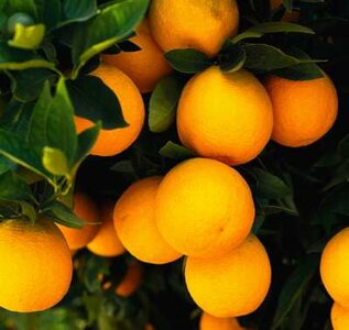 Citrus sinensis, Sinaasappelboom