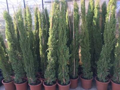 Cupressus semp. 'Pyramidalis', 150/175, Italiaanse Cypres