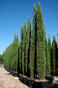 Cupressus sempervirens, 275/300 55L, Italiaanse Cypres