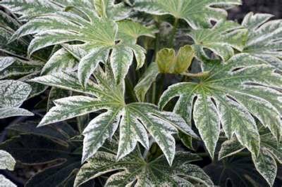 Fatsia japonica 'Spider's Web', 40/50 12L,Vingerplant