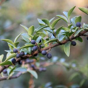 Ligustrum delavayanum, 80/90, Ligusterhaag