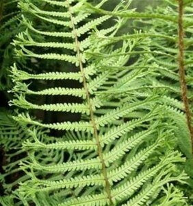 Dryopteris filix-mas 'Linearis Polydactyla', Mannetjesvaren