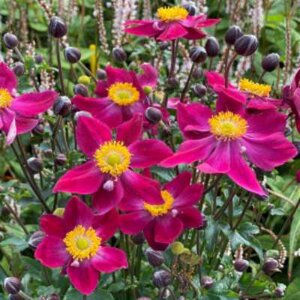 Anemone 'Fantasy Ariel', ® Anemoon