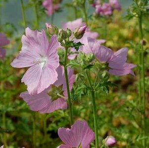 Malva alcea, Kaasjeskruid
