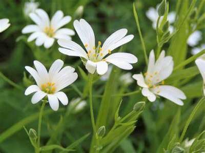 Stellaria holostea, Grote muur