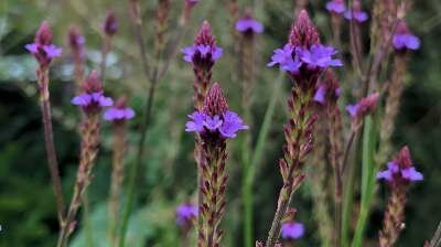 Verbena macdougalii 'Lavender Spires', IJzerhard