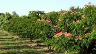 Albizia jul. 'Ombrella', 175/200 30L, meerstammig, Slaapboom ® (= Bourbri)