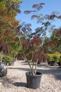 Albizia jul. 'Summer Chocolate', 175/200cm 50L, meerstammig Slaapboom