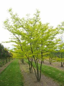 Gleditsia triac. 'Sunburst' meerst., 250/300cm 130L pot, Amerikaanse Christusdoorn