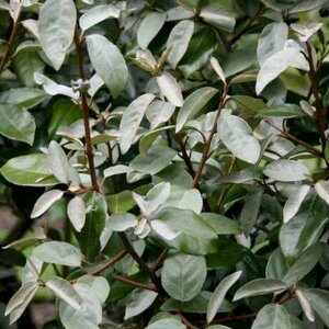 Elaeagnus ebbingei 'Compacta', 125-150 20L, Olijfwilg