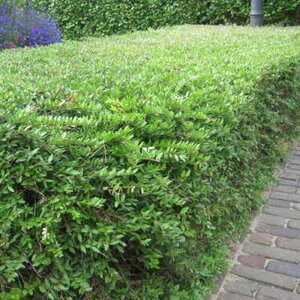 Ligustrum vulg. 'Lodense', 60-80 10L, Liguster