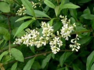 Ligustrum Vulgare, 100-125 10L