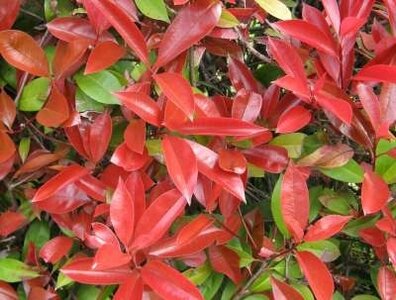 Photinia fras. 'Red Robin', 125-150 12L, Glansmispel