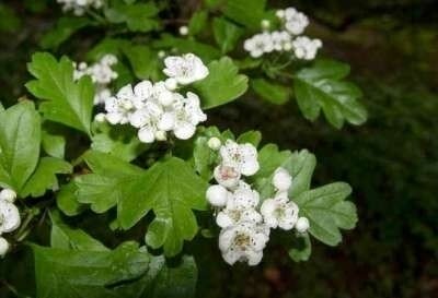 Crataegus Monogyna, Gewone meidoorn, bosplantgoed, 1+1 40/60