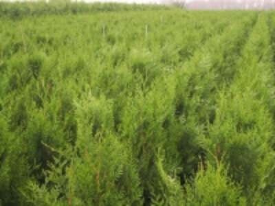 Thuja 'Exelsa' 80-100 Kluit, Levensboom