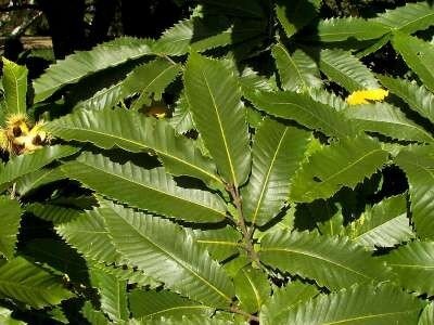 Castanea Sativa, Tamme Kastanje, bosplantgoed, 2+0 40/60